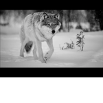 Pack wolf