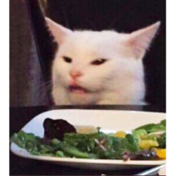 Welcome to snoop cats!