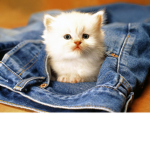Cats and kittens only. (if your not ill ban you)