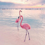Rainbow Sunflower
