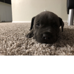 A dog name champ