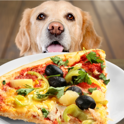 dog obby
