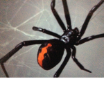 the spiders united group