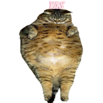 Chunky cat fans