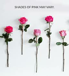 Jades roses