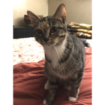 cat Group for cats