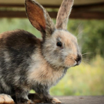Rabbit Lovers Club