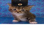 the king cat club