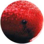 ✓