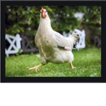 The Chicken clan 12345678910
