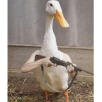hotbird army