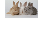 Bunny Camp
