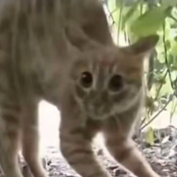 Bad cat