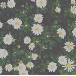 The Flower Patch~