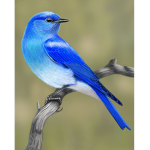 MrBlueSquad