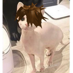 CATBOYGANG