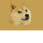 Meme doges group