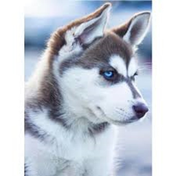husky hang out