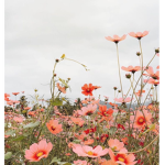 fleurtvlle