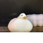 Ducc Empire