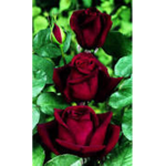 Rosie's Rose's on a bush squad <3