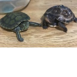 ttturtle Turtle Gang's Place 💚🐢