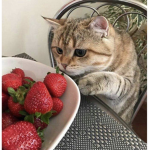 welovestrawberries