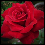 The Sisters of the Rose