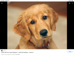 Dogs are cute 2.0