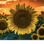 Enchanting~Sunflowers