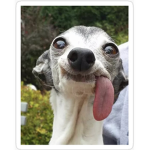 CRAZYDOGGY
