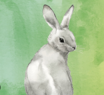 niceRabbits