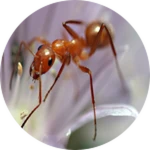 Ant 2