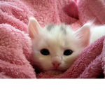 -Team Chaton-