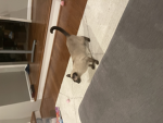 Cats club 5