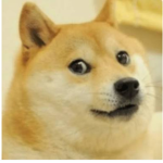 DOGE Dudes!