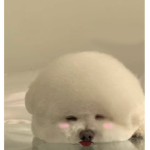 시나모롤 그룹