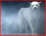 White Wolf Soldiers Of The North