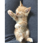 orange catz have my heart