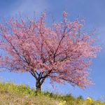 -The Cherry Blossoms-