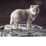 Elite Wolf Pack <3