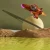 The Space Simulator icon