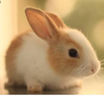 Squad Bunny