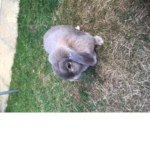 harry bunny <3