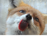 Cute Fox Group
