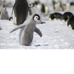 Penguin club :)