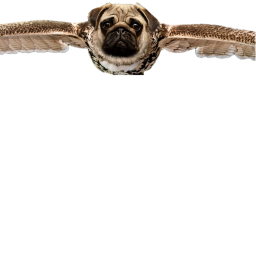 flyin pug