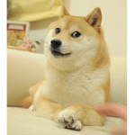 Worship Doge