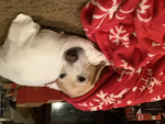 bailey the cutest dog