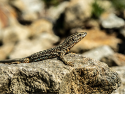 The official Lizard hidout